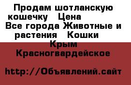 Продам шотланскую кошечку › Цена ­ 10 000 - Все города Животные и растения » Кошки   . Крым,Красногвардейское